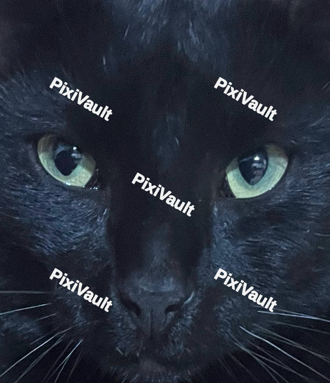 Close Up Black Cat